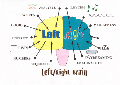 The functionsd of left and right brain hemispheres influence different skills.