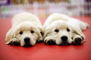 Identical title tags are not as cute as identical dogs.Duplicate content? Not so much.